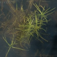 Common Water Starwort